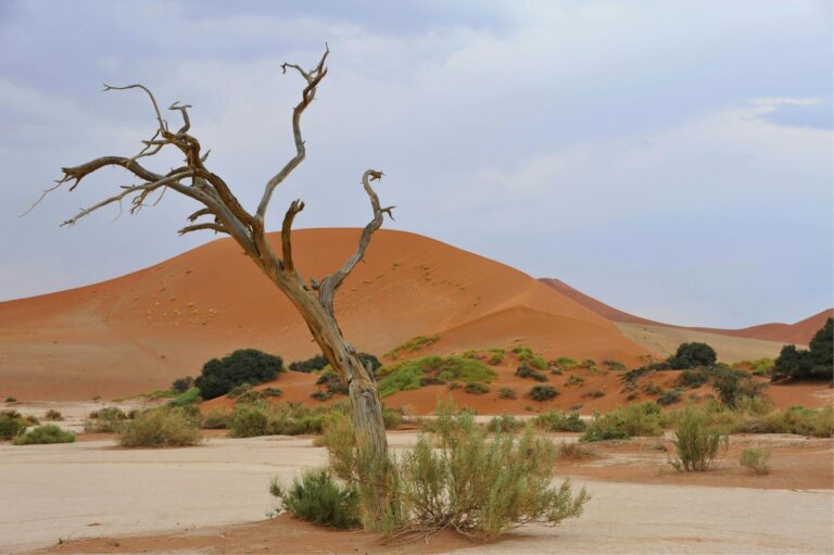 Esencias de Namibia